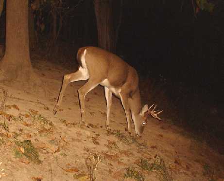 8 point buck